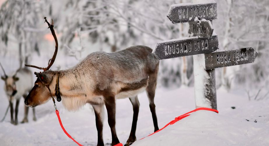 Bezoek aan rendierboerderij Finland